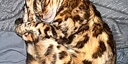 Bruno joined the competition — help win amazing prizes! animal, bengal_cat, blanket, cat, cozy, curled_up, cute, ears, feline, fur, gray, indoor, mammal, pet, resting, sleeping, soft, spots, stripes, whiskers