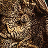Napoléon participe au concours pour gagner de l'argent avec cette photo : cat, bengal_cat, pet, animal, feline, sleeping, lounging, relaxed, upside_down, spotted, striped, whiskers, ears, tail, paws, leopard_print, blanket, bed, indoor, cozy