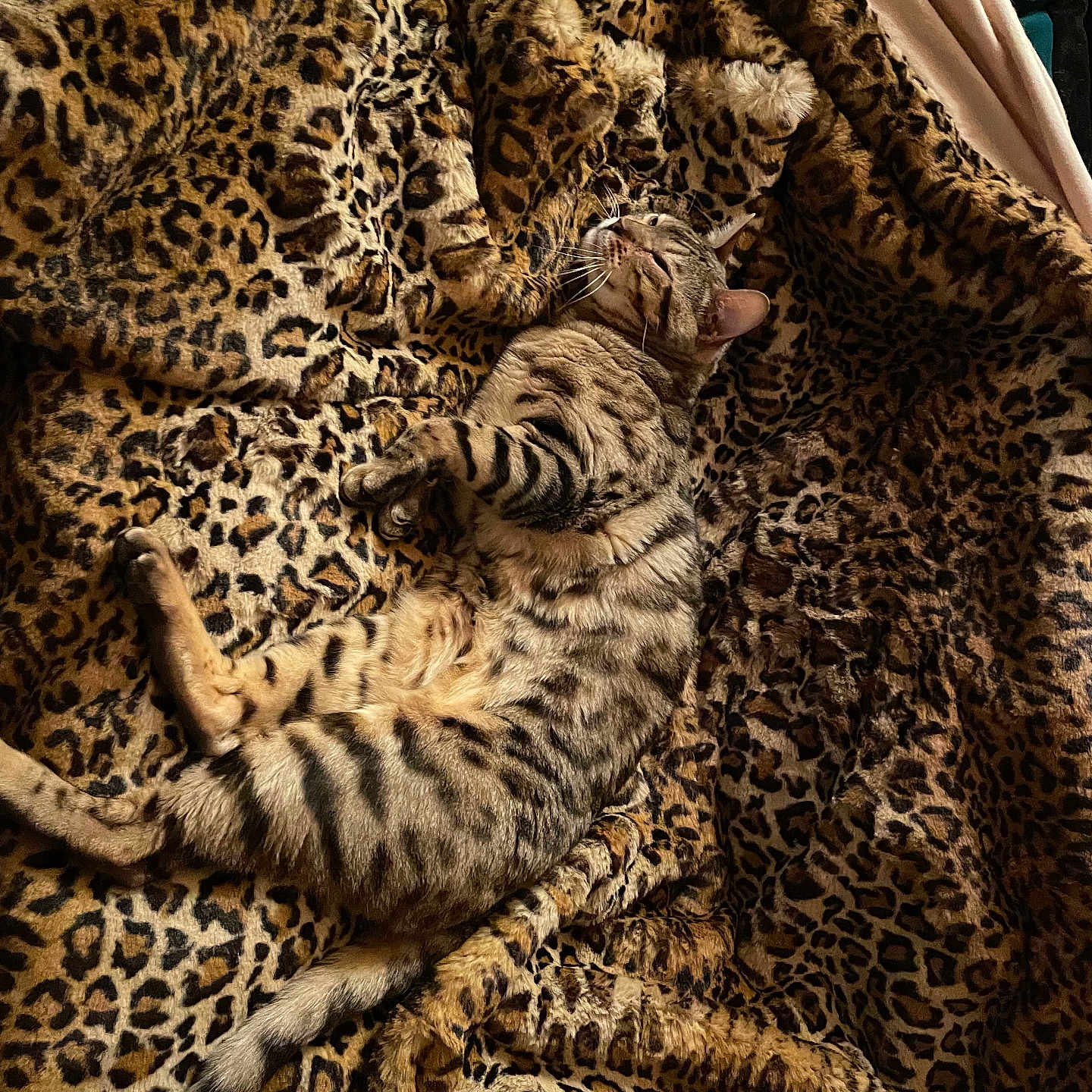 Napoléon participe au concours pour gagner de l'argent avec cette photo : cat, bengal_cat, pet, animal, feline, sleeping, lounging, relaxed, upside_down, spotted, striped, whiskers, ears, tail, paws, leopard_print, blanket, bed, indoor, cozy