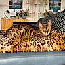 Napoléon participe au concours pour gagner de l'argent avec cette photo : cat, bengal_cat, pet, animal, feline, spotted_coat, tabby, lying_down, lounging, indoor, living_room, sofa, blanket, leopard_print, cushion, furniture, lamp, flowers, mirror, home_decor
