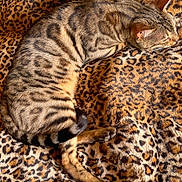 Napoléon a rejoint le concours — aidez-le/la à gagner de superbes lots ! cat, sleeping, curled_up, tabby, striped_fur, feline, pet, animal, relaxed, cozy, nap, blanket, leopard_print, brown, gray, close_up, indoors, resting, whiskers, paw