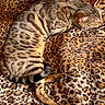cat, sleeping, curled_up, tabby, striped_fur, feline, pet, animal, relaxed, cozy, nap, blanket, leopard_print, brown, gray, close_up, indoors, resting, whiskers, paw