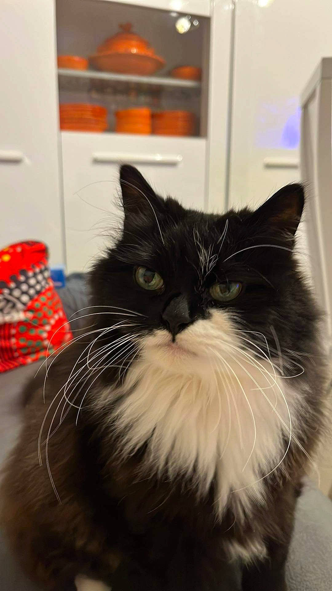 Bidou a rejoint le concours — aidez-le/la à gagner de superbes lots ! carnivore, cat, claw, comfort, domestic_short_haired_cat, felidae, flooring, foot, fur, paw, picture_frame, plaid, plant, sitting, small_to_medium_sized_cats, snout, tail, tartan, whiskers, window