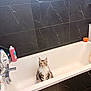 Akira participe au concours pour gagner de l'argent avec cette photo : cat, bathtub, bathroom, tile_wall, black_tiles, white_bathtub, pet, feline, long_haired_cat, furry, sitting, curious, looking_at_camera, bathtub_rim, faucet, shampoo_bottle, cleanser_bottle, orange_container, indoor, tiled_floor