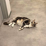 Akira a rejoint le concours — aidez-le/la à gagner de superbes lots ! cat, fluffy_cat, longhair, tabby, lying_on_floor, hallway, concrete_floor, indoor, pet, feline, whiskers, paws, ears, curious_look, yellow_eyes, relaxed, portrait, home_interior, groomed, cute