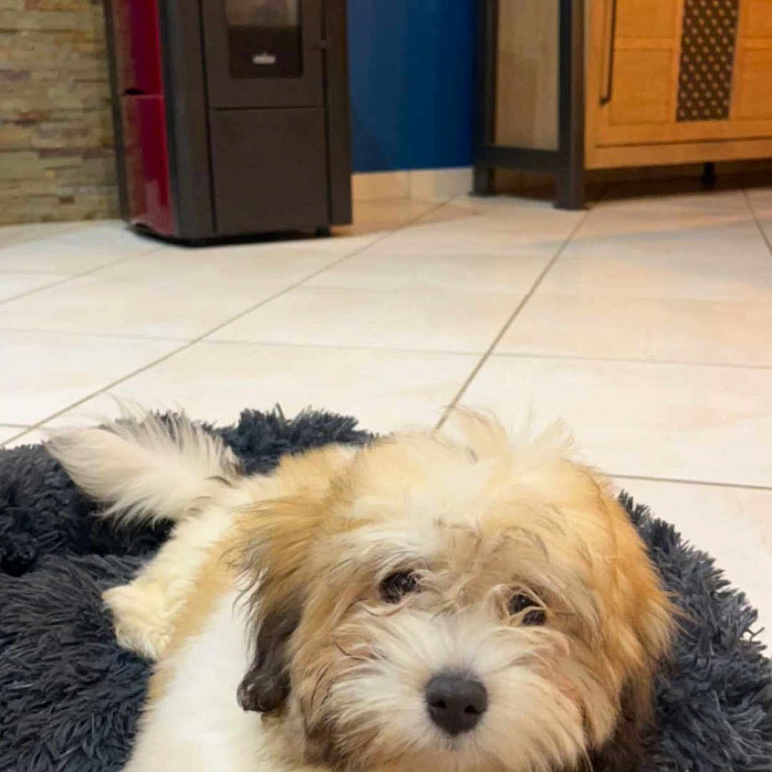 Zelda participe au concours pour gagner de l'argent avec cette photo : animal, appliance, architecture, building, cabinet, canine, device, dog, dogbed, electricaldevice, furniture, hardwood, indoors, interiordesign, mailbox, outdoors, pet, puppy, terrier, wood