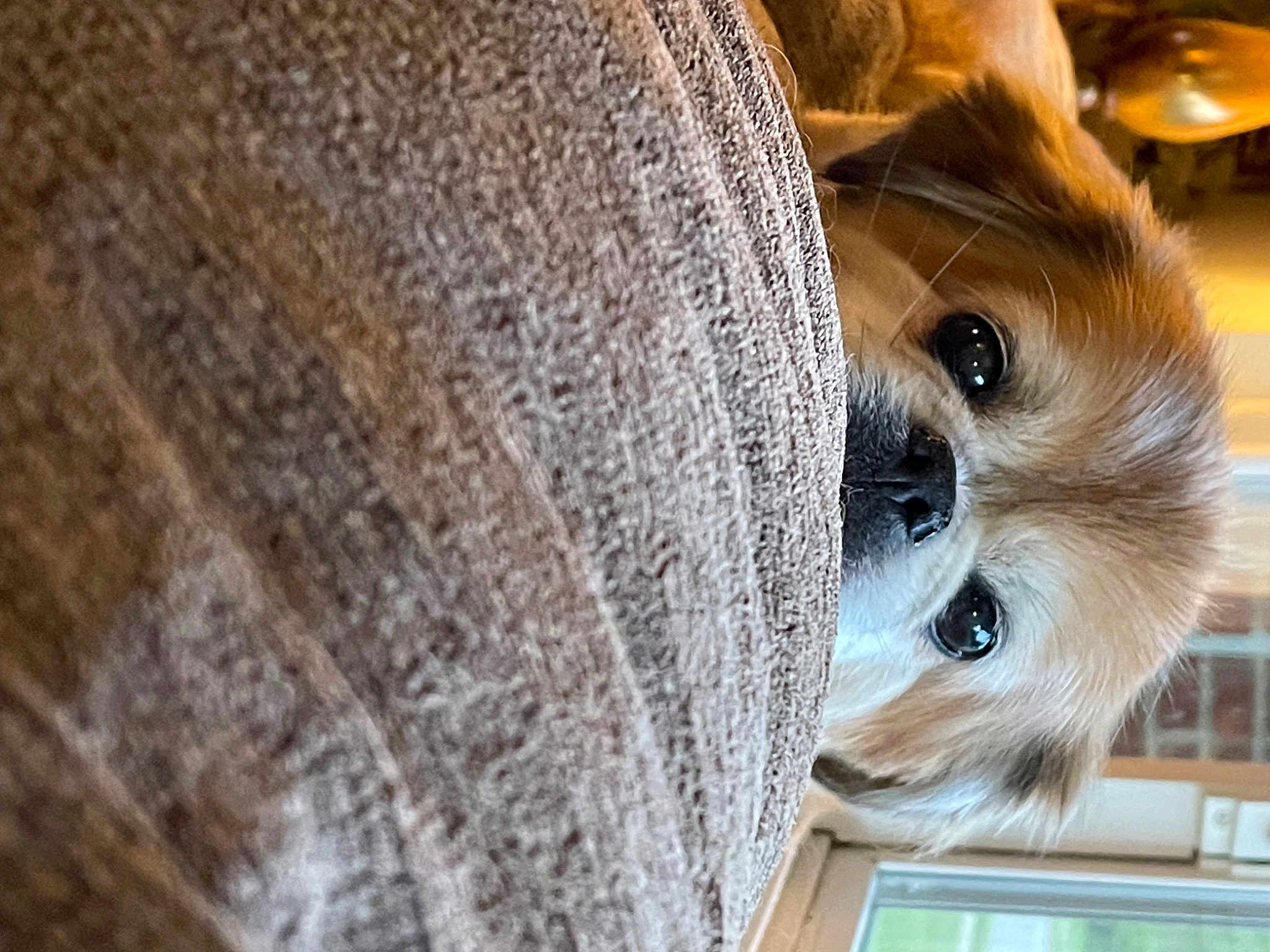 Buddy