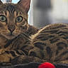 cat, bengal_cat, animal, pet, feline, green_eyes, fur, striped, spotted, laying_down, blanket, indoor, cozy, alert, whiskers, ears, natural_light, portrait, closeup, domestic_cat