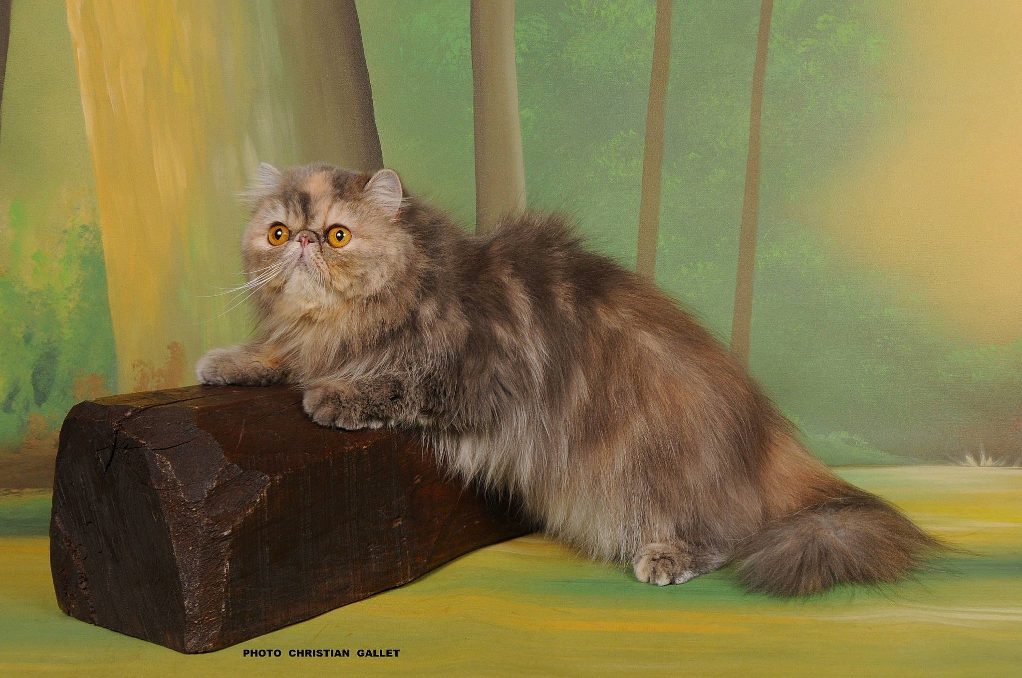 Punky participe au concours pour gagner de l'argent avec cette photo : balance, box, british_longhair, carnivore, cat, fawn, felidae, fur, paw, persian, rectangle, small_to_medium_sized_cats, snout, tail, terrestrial_animal, whiskers