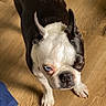 Dolly Polly Parton joined the competition — help win amazing prizes! dog, boston_terrier, black_and_white, pet, animal, indoors, wooden_floor, standing, looking_up, portrait, short_hair, pointed_ears, blue_eyes, white_face, black_coat, paws, funny_expression, home, flooring, photography