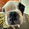 Dolly Polly Parton is registered to the contest to win money with this photo: dog, bulldog, puppy, pet, animal, close_up, portrait, face, nose, eyes, white_fur, black_patches, wrinkles, indoors, bed, blanket, bedroom, door, sitting, funny