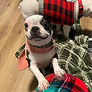 Dolly Polly Parton is registered to the contest to win money with this photo: dog, boston_terrier, pet, wide_eyes, sweater, harness, collar, plaid, blanket, indoor, wood_floor, living_room, portrait, sitting, paws, short_hair, black_and_white, cute, funny_expression, cozy