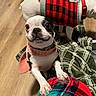 dog, boston_terrier, pet, wide_eyes, sweater, harness, collar, plaid, blanket, indoor, wood_floor, living_room, portrait, sitting, paws, short_hair, black_and_white, cute, funny_expression, cozy