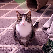 Maddy joined the competition — help win amazing prizes! animal, box, carpet, cat, cozy, curious, domestic, ears, feline, floor, household, indoor, looking, patterned_rug, pet, scratcher, sitting, tabby, tail, whiskers