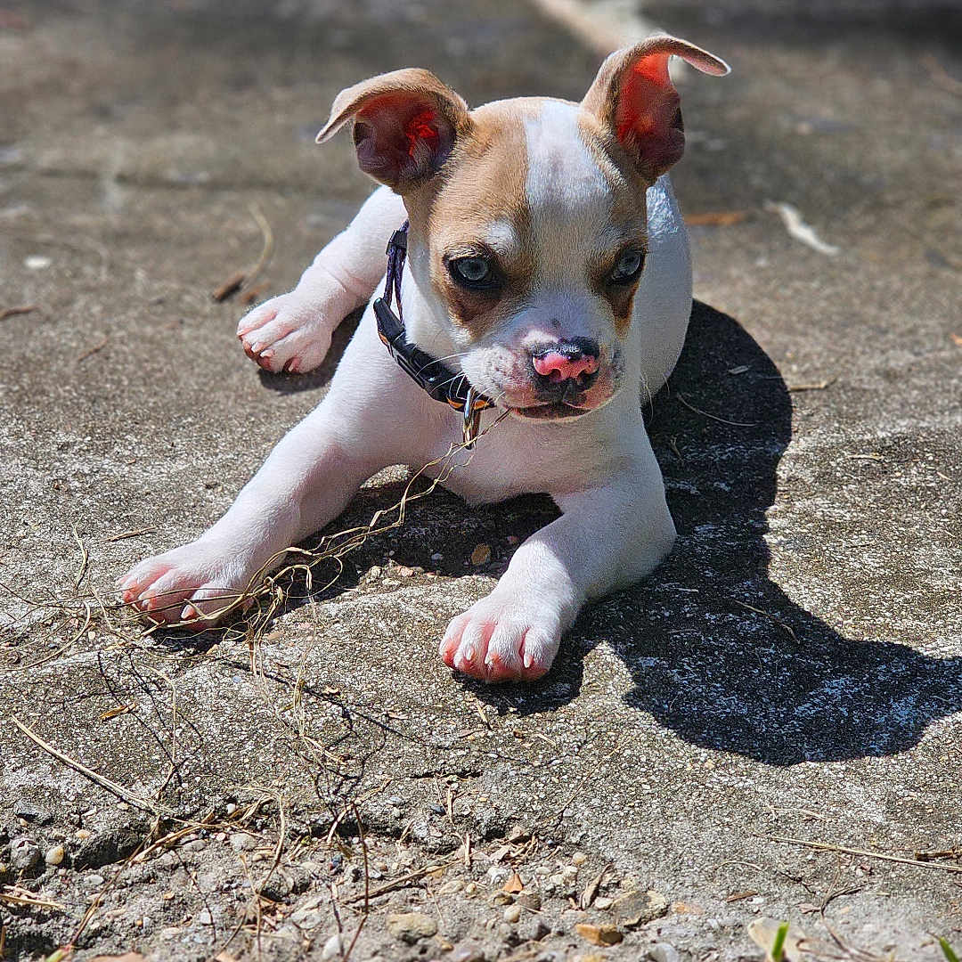 Boozle joined the competition — help win amazing prizes! animal, bostonbull, boxer, bulldog, canine, dog, frenchbulldog, grass, hound, pet, pitbull, plant, puppy, soil, whitedog