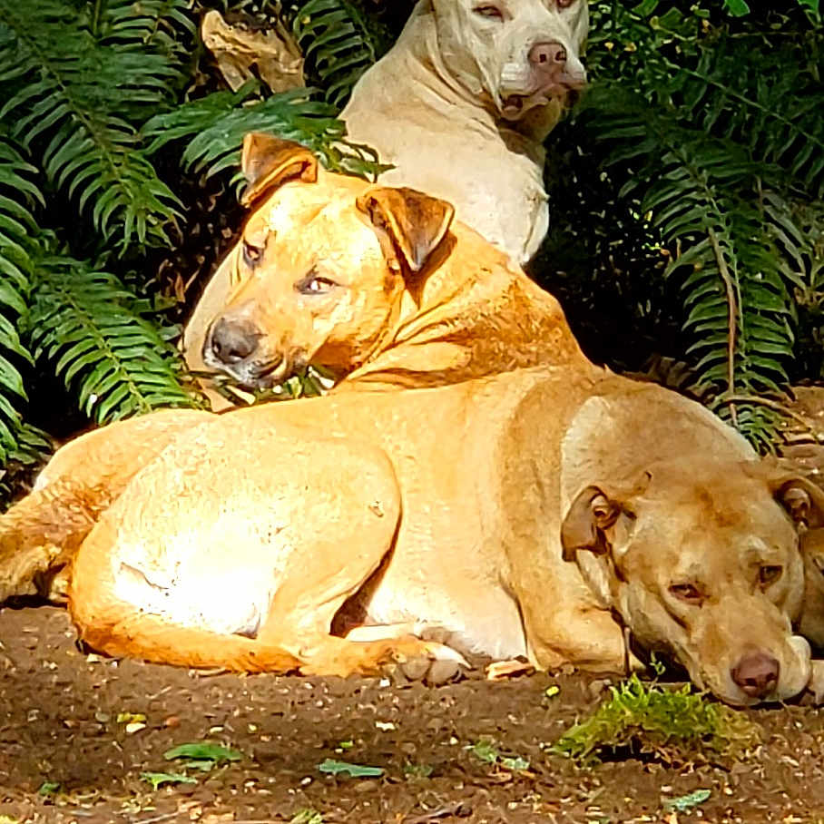 Dimond Primus Guido joined the competition — help win amazing prizes! animal, brown, canine, daylight, dog, earth, fern, greenery, leaf, mammal, nature, outdoor, park, pets, relaxed, resting, sunlight, tan, three, white
