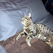 Cooter joined the competition — help win amazing prizes! cat, tabby, sleeping, bed, pillow, towel, indoor, pet, feline, animal, resting, fur, whiskers, domestic, cozy, relaxed, striped, cute, nap, soft