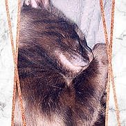 Skid joined the competition — help win amazing prizes! cat, sleeping, close_up, fur, pet, domestic_animal, resting, cute, animal, whiskers, face, portrait, indoor, cozy, feline, marble_background, frame, sparkle, rose_gold, relaxed