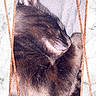 cat, sleeping, close_up, fur, pet, domestic_animal, resting, cute, animal, whiskers, face, portrait, indoor, cozy, feline, marble_background, frame, sparkle, rose_gold, relaxed
