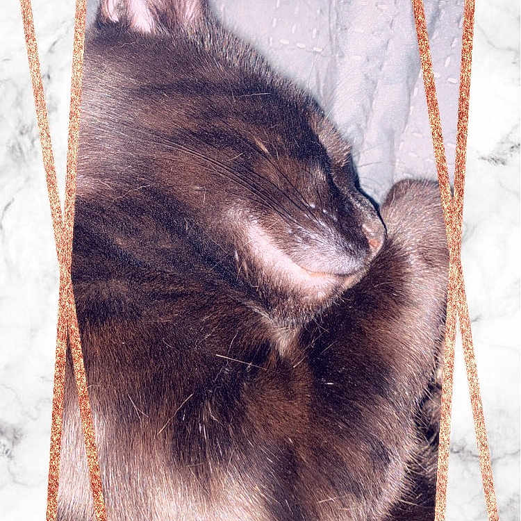Skid joined the competition — help win amazing prizes! cat, sleeping, close_up, fur, pet, domestic_animal, resting, cute, animal, whiskers, face, portrait, indoor, cozy, feline, marble_background, frame, sparkle, rose_gold, relaxed