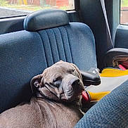 Torque is registered to the contest to win money with this photo: american_flag_decal, armrest, backseat, blue_seat, canine, daylight, dog, domestic_animal, headrest, leather, nap, outdoor_view, pet, relaxed, resting, seat, seatbelt, vehicle_interior, window, window_glass