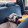 american_flag_decal, armrest, backseat, blue_seat, canine, daylight, dog, domestic_animal, headrest, leather, nap, outdoor_view, pet, relaxed, resting, seat, seatbelt, vehicle_interior, window, window_glass