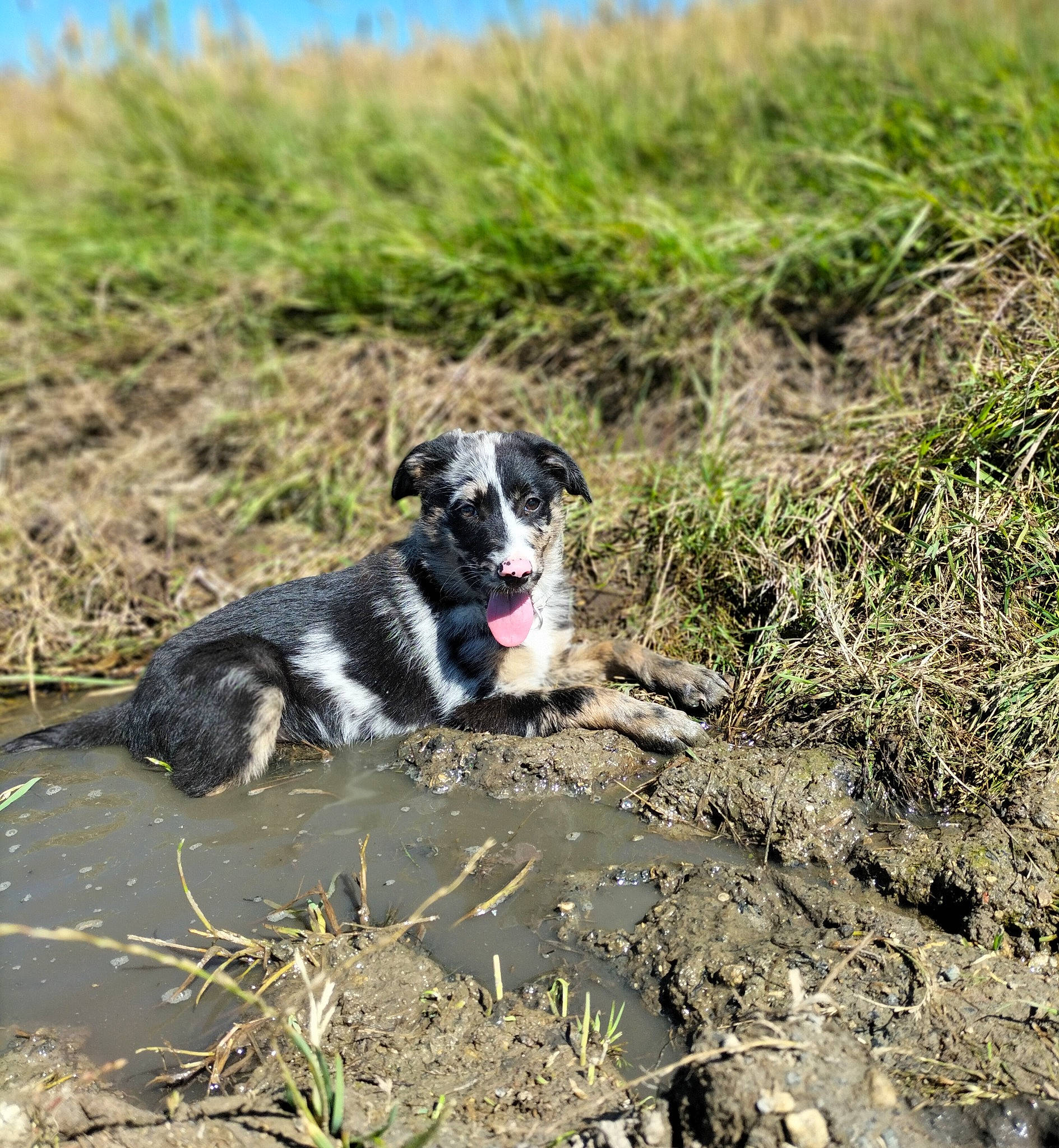 Thaïs a rejoint le concours — aidez-le/la à gagner de superbes lots ! australian_cattle_dog, canidae, carnivore, companion_dog, dog, dog_breed, grass, herding_dog, hunting_dog, plant, snout, soil, sporting_group, tail, water, working_animal, working_dog