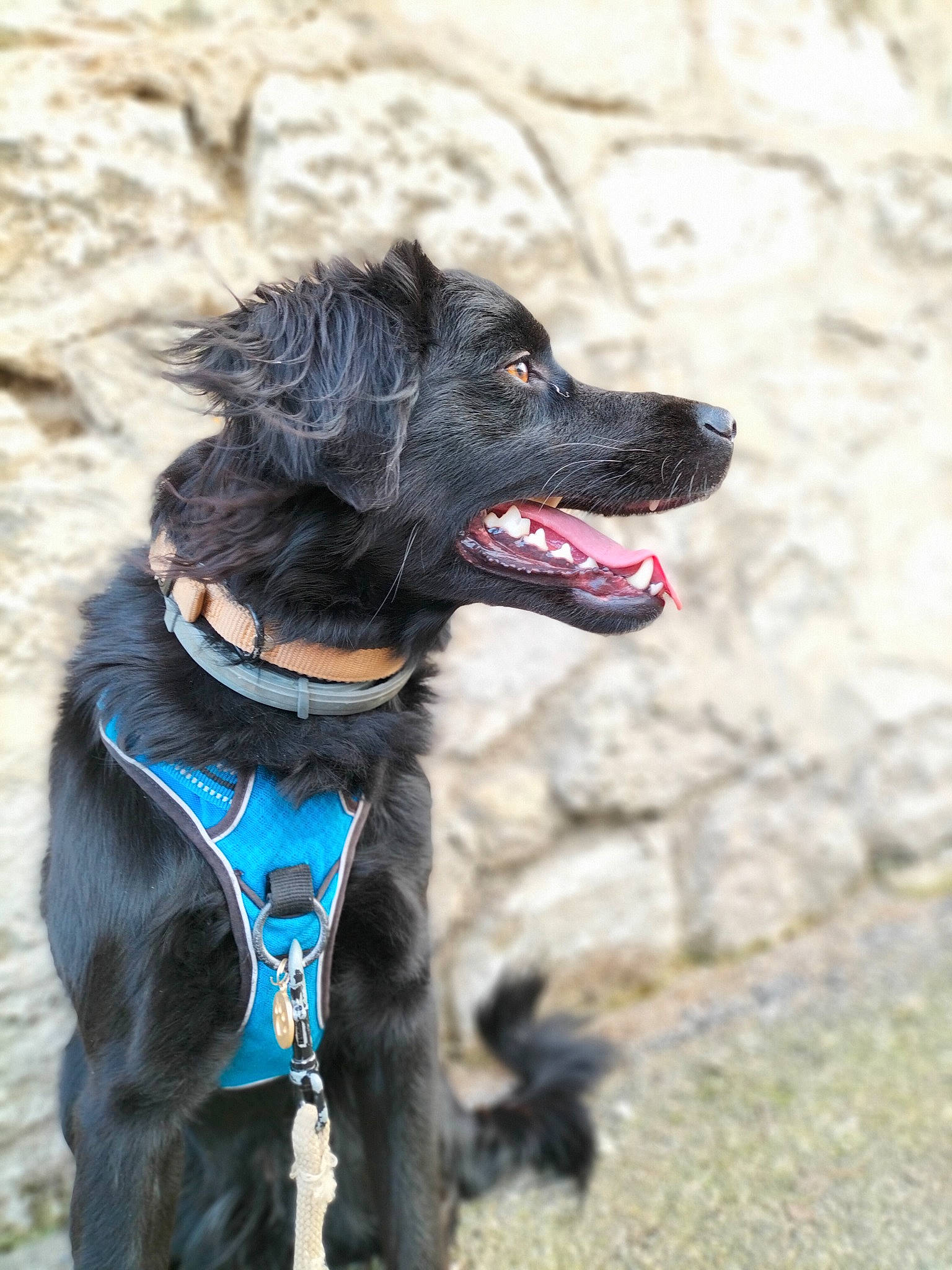 Avalonna participe au concours pour gagner de l'argent avec cette photo : adventure, canidae, carnivore, collar, companion_dog, dog, dog_breed, dog_collar, dog_supply, electric_blue, fashion_accessory, fur, leash, liver, pet_supply, plant, snout, sporting_group, working_animal, working_dog