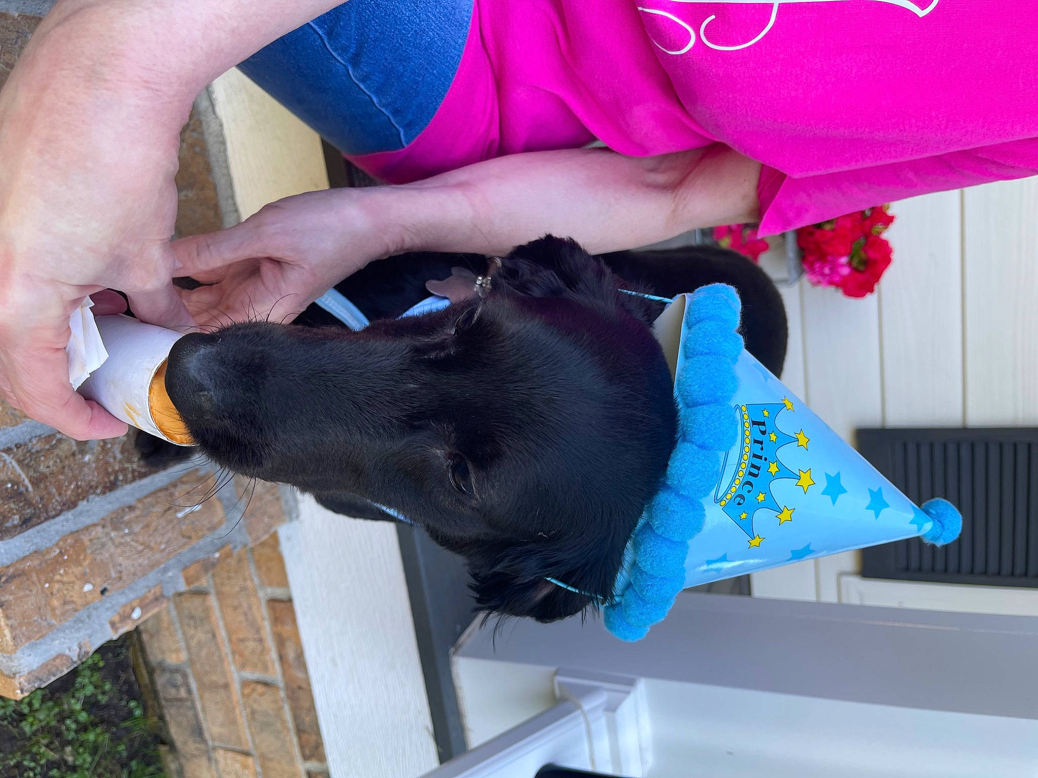 Riley is registered to the contest to win money with this photo: animal_training, canidae, carnivore, dog, dog_breed, electric_blue, fashion_accessory, fur, gesture, glove, magenta, nail, red, russian_blue, sporting_group, thumb, wrist