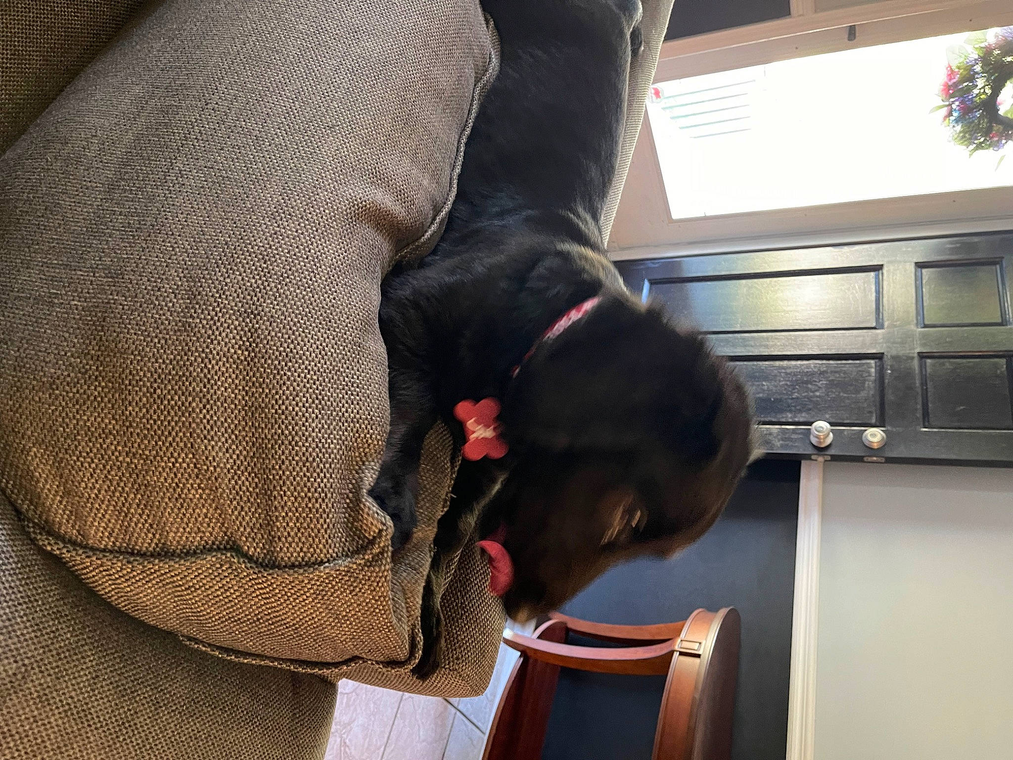 Riley is registered to the contest to win money with this photo: cabinetry, carnivore, collar, comfort, companion_dog, dog, dog_breed, dog_collar, fashion_accessory, fawn, fur, gesture, liver, pet_supply, plant, snout, sporting_group, tail, working_animal, wrist