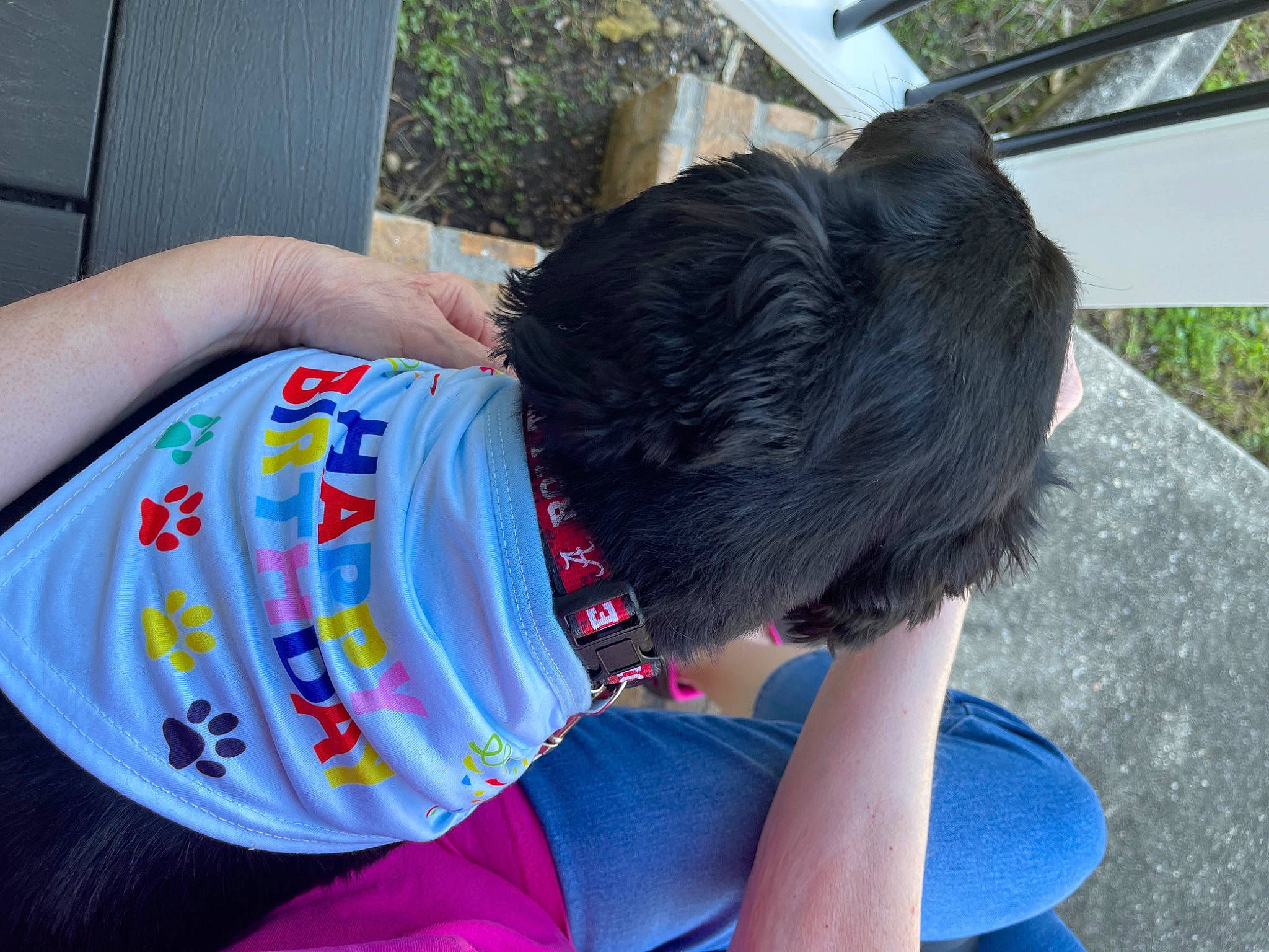 Riley joined the competition — help win amazing prizes! beer, carnivore, companion_dog, dog, dog_breed, dog_clothes, dog_collar, elbow, electric_blue, grass, human_leg, leisure, plant, sitting, sleeve, sporting_group, t_shirt, tail, thigh, wrist