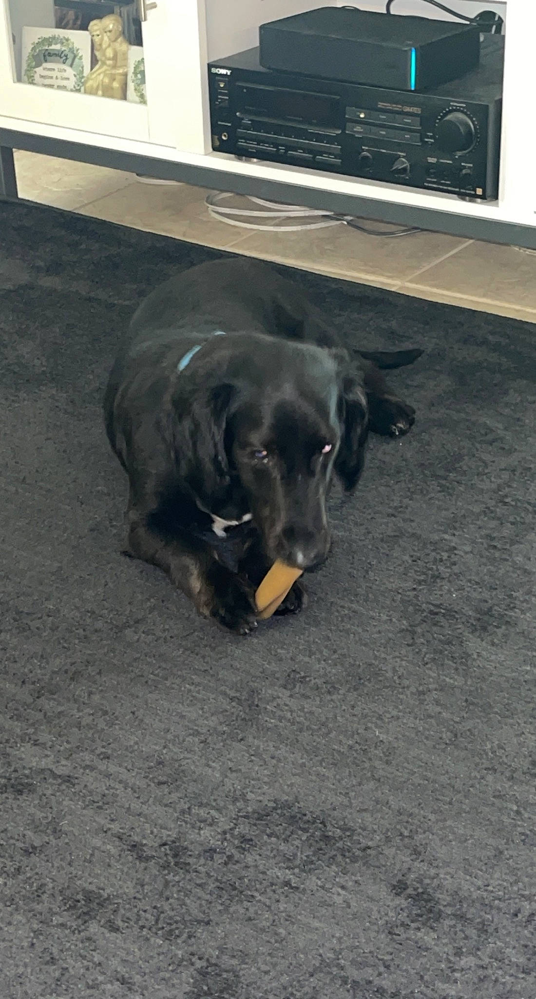 Riley joined the competition — help win amazing prizes! asphalt, borador, canidae, carnivore, companion_dog, dog, dog_breed, flooring, guard_dog, gun_dog, home_appliance, road_surface, snout, sporting_group, tail, working_animal