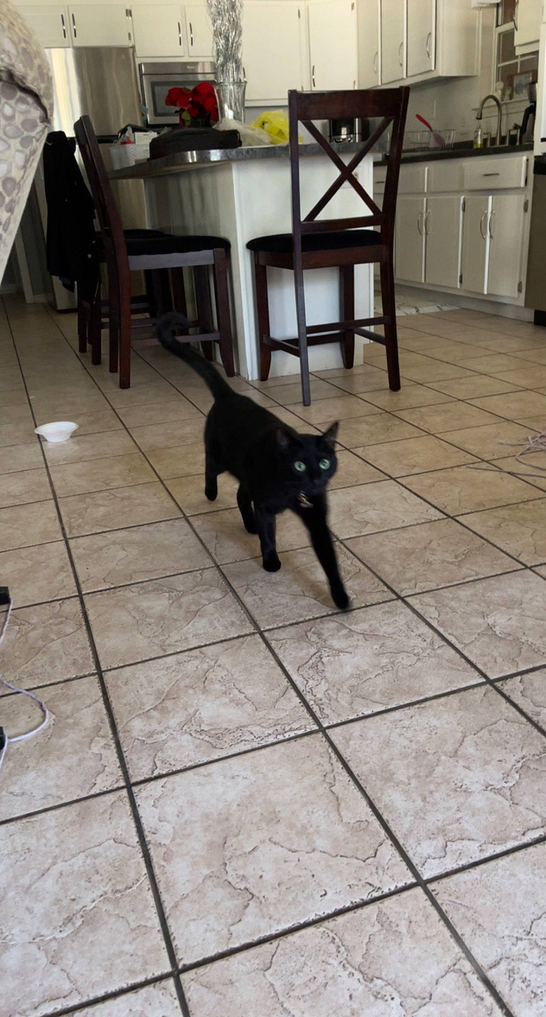 Salem is registered to the contest to win money with this photo: black_cat, bombay, carnivore, cat, chair, dog_breed, domestic_short_haired_cat, felidae, floor, flooring, fur, grey, hardwood, road_surface, small_to_medium_sized_cats, snout, table, tail, whiskers, wood