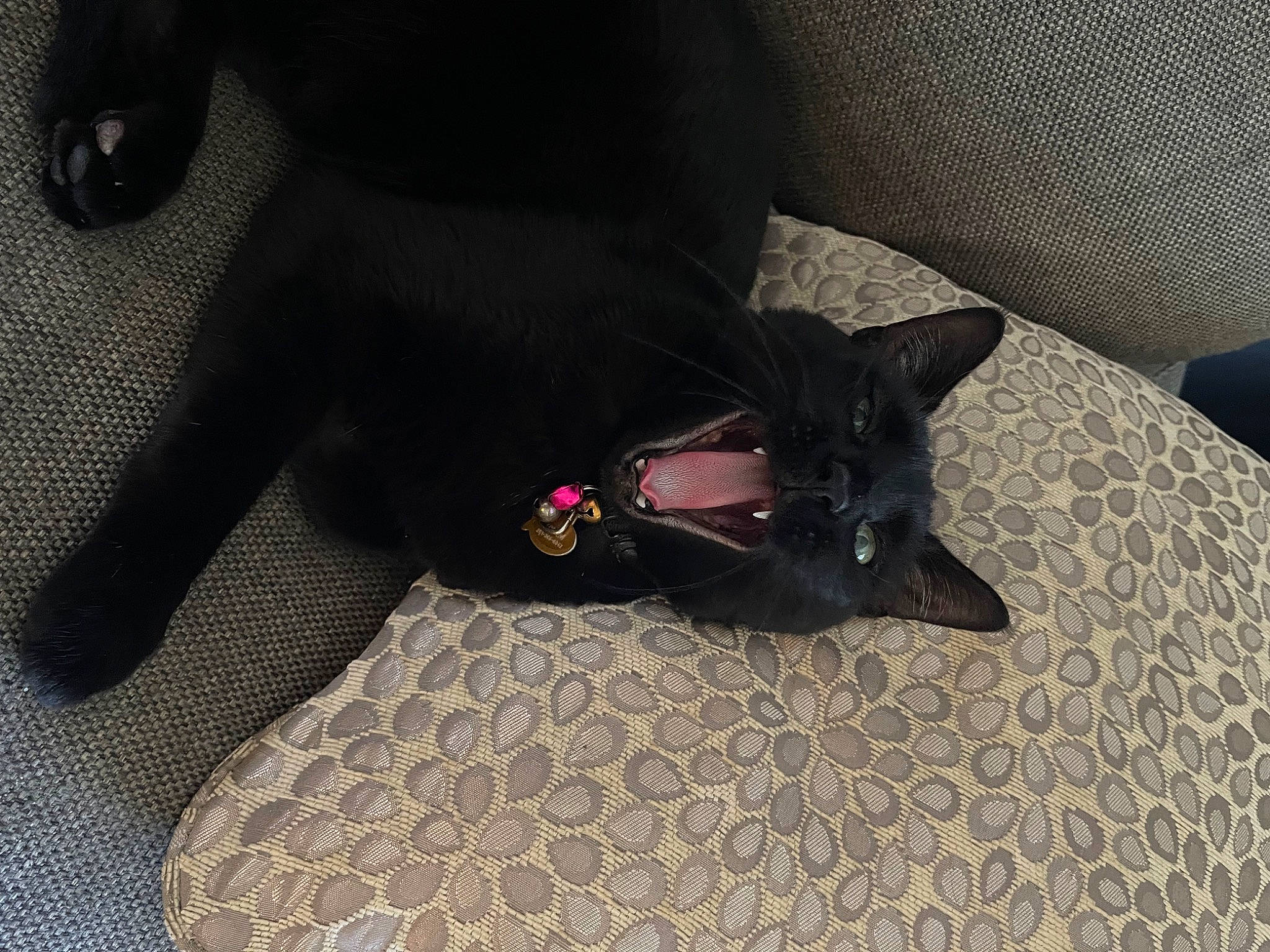 Salem is registered to the contest to win money with this photo: black_cat, canidae, carmine, carnivore, comfort, companion_dog, dog, dog_breed, dog_supply, fawn, felidae, flooring, grey, small_to_medium_sized_cats, snout, sporting_group, tail, tints_and_shades, whiskers, working_animal