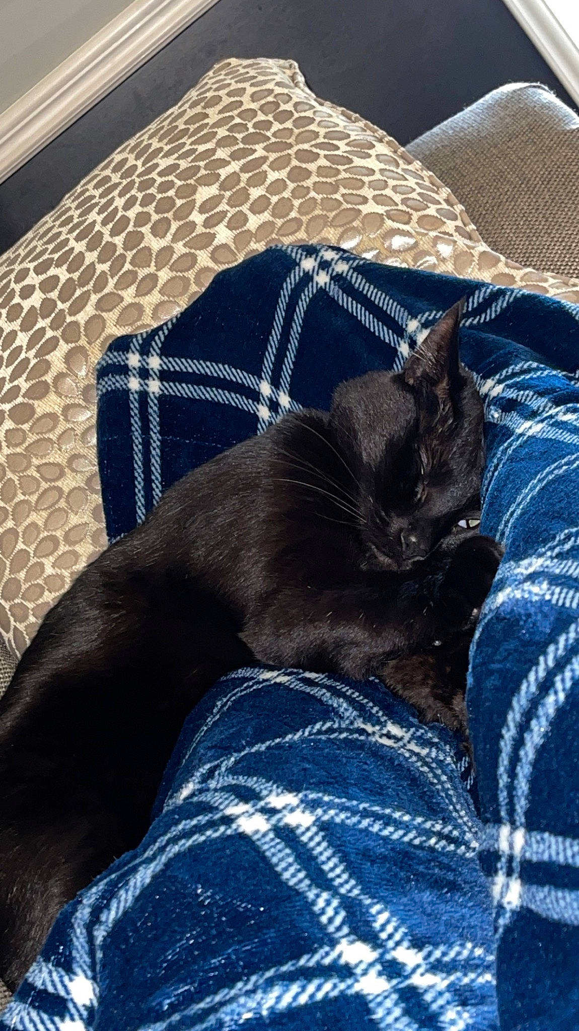 Salem is registered to the contest to win money with this photo: bedding, black_cat, blue, bombay, carnivore, cat, comfort, dog_breed, domestic_short_haired_cat, electric_blue, felidae, fur, grey, linens, pattern, room, small_to_medium_sized_cats, tail, terrestrial_animal, whiskers