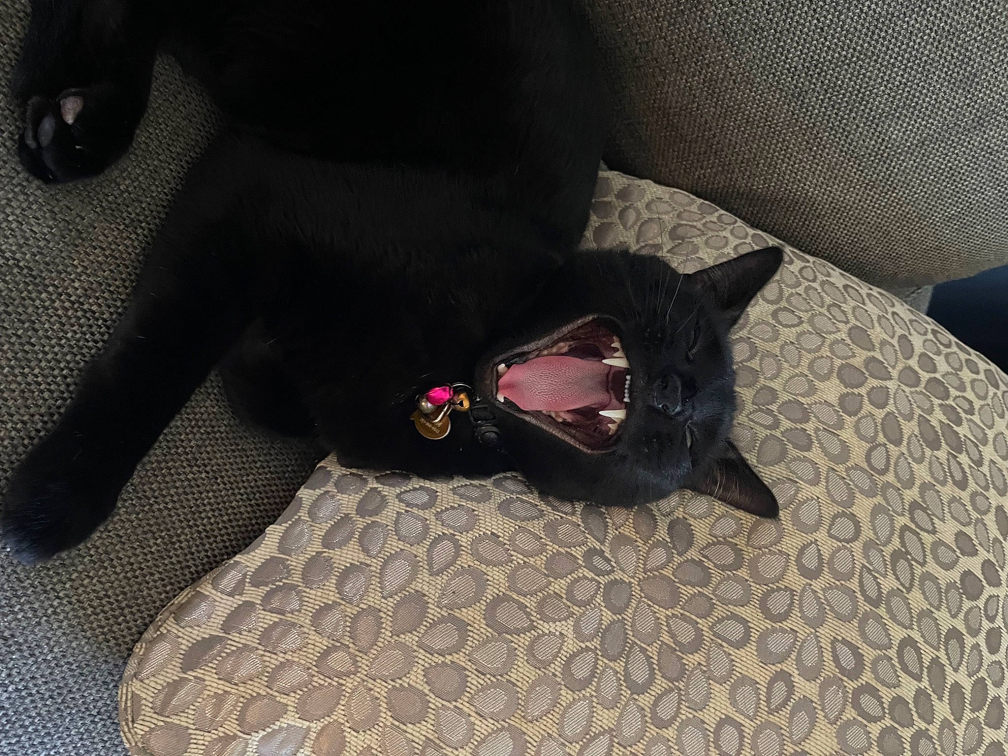 Salem is registered to the contest to win money with this photo: black, black_cat, carmine, carnivore, comfort, companion_dog, dog_breed, fashion_accessory, fawn, felidae, flooring, grey, human_leg, linens, small_to_medium_sized_cats, snout, sporting_group, tail, tints_and_shades, whiskers