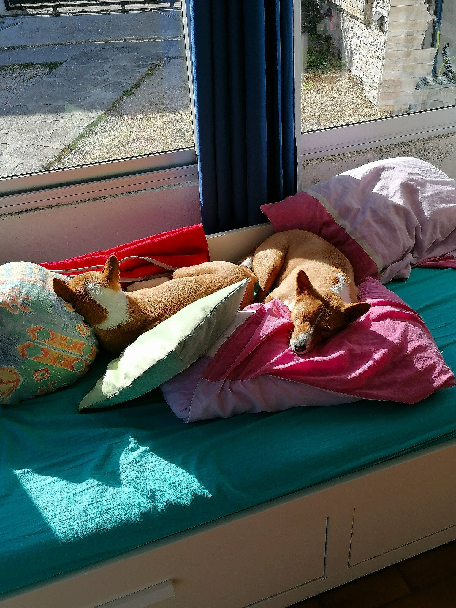 Halfa participe au concours pour gagner de l'argent avec cette photo : bedding, carnivore, comfort, companion_dog, dog, dog_breed, felidae, flooring, hardwood, human_leg, leisure, linens, living_room, pillow, room, shade, studio_couch, textile, throw_pillow, wood