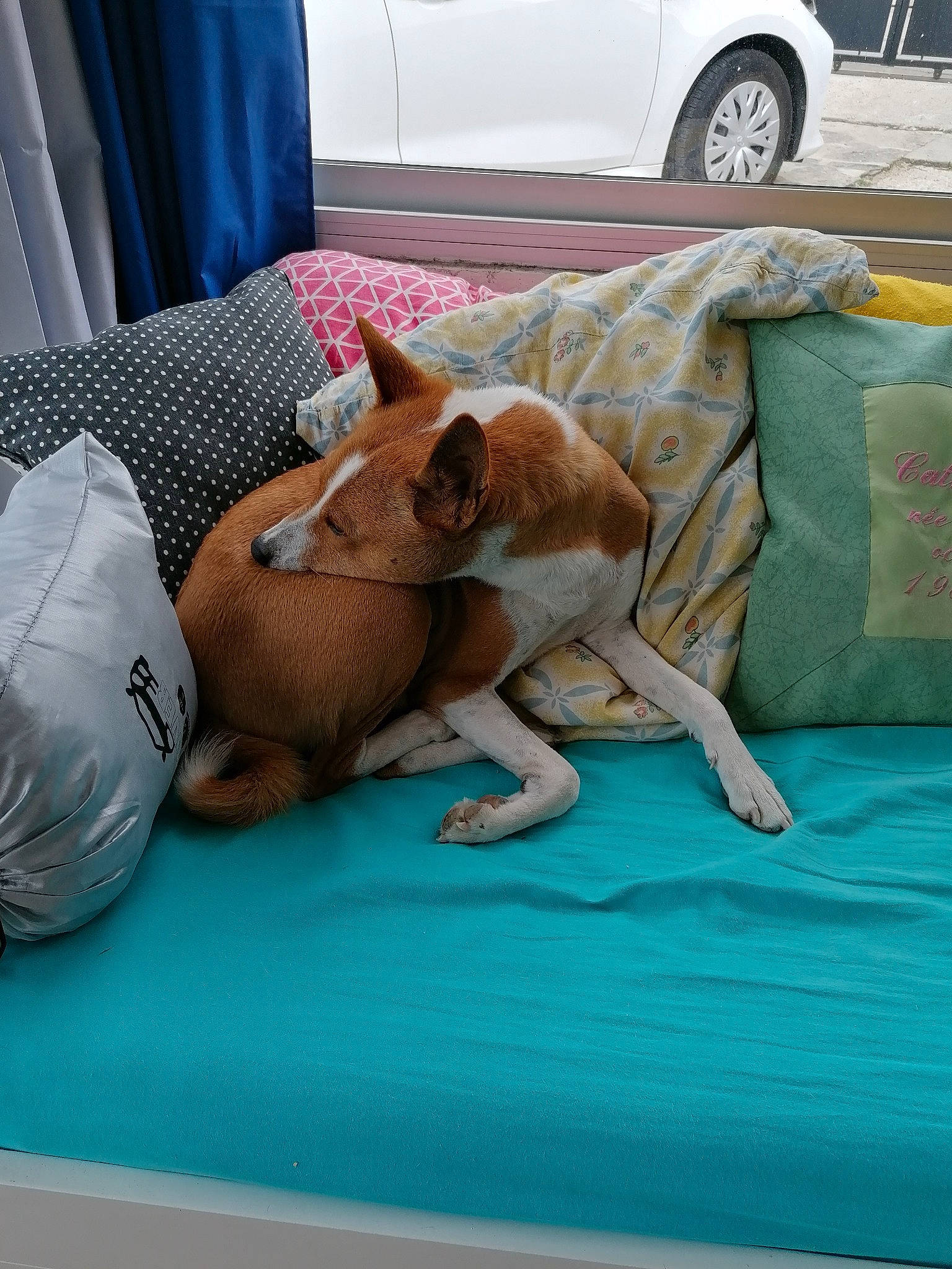 Halfa a rejoint le concours — aidez-le/la à gagner de superbes lots ! canidae, car, carnivore, comfort, companion_dog, dog, dog_breed, fawn, fender, flooring, hood, human_leg, knee, linens, sporting_group, textile, thigh, tire, vehicle_door, wheel