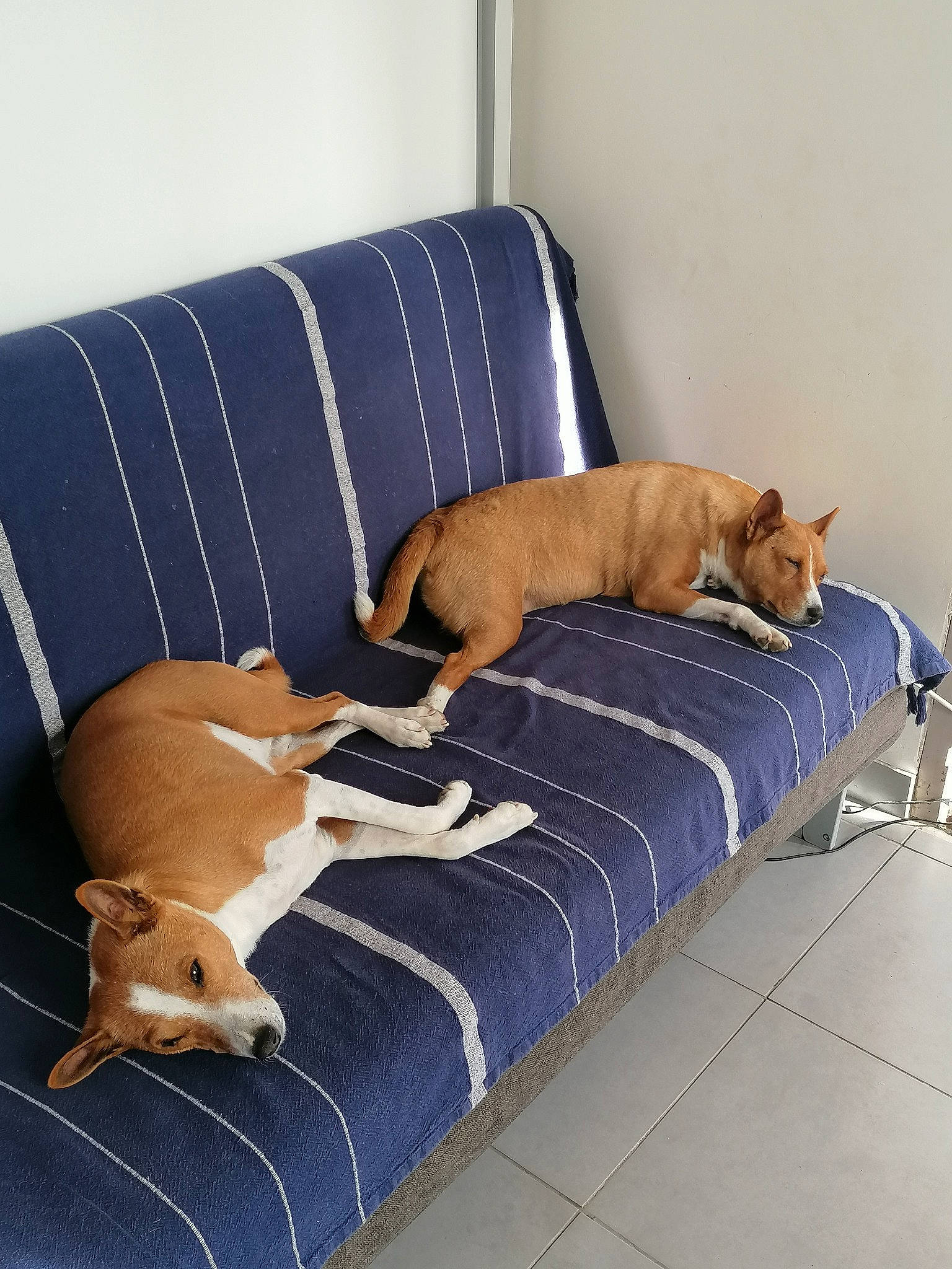 Halfa participe au concours pour gagner de l'argent avec cette photo : bed, bed_sheet, bedding, carnivore, comfort, companion_dog, couch, dog, dog_breed, dog_supply, fawn, flooring, hardwood, linens, pet_supply, pillow, room, studio_couch, wood, working_animal