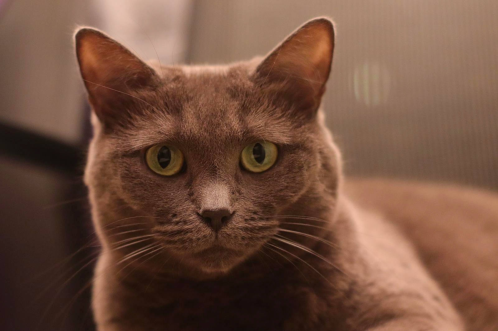 Hindra participe au concours pour gagner de l'argent avec cette photo : asian, australian_mist, british_shorthair, burmese, carnivore, cat, chartreux, close_up, domestic_short_haired_cat, european_shorthair, eye, felidae, korat, mammal, nebelung, russian_blue, small_to_medium_sized_cats, snout, vertebrate, whiskers