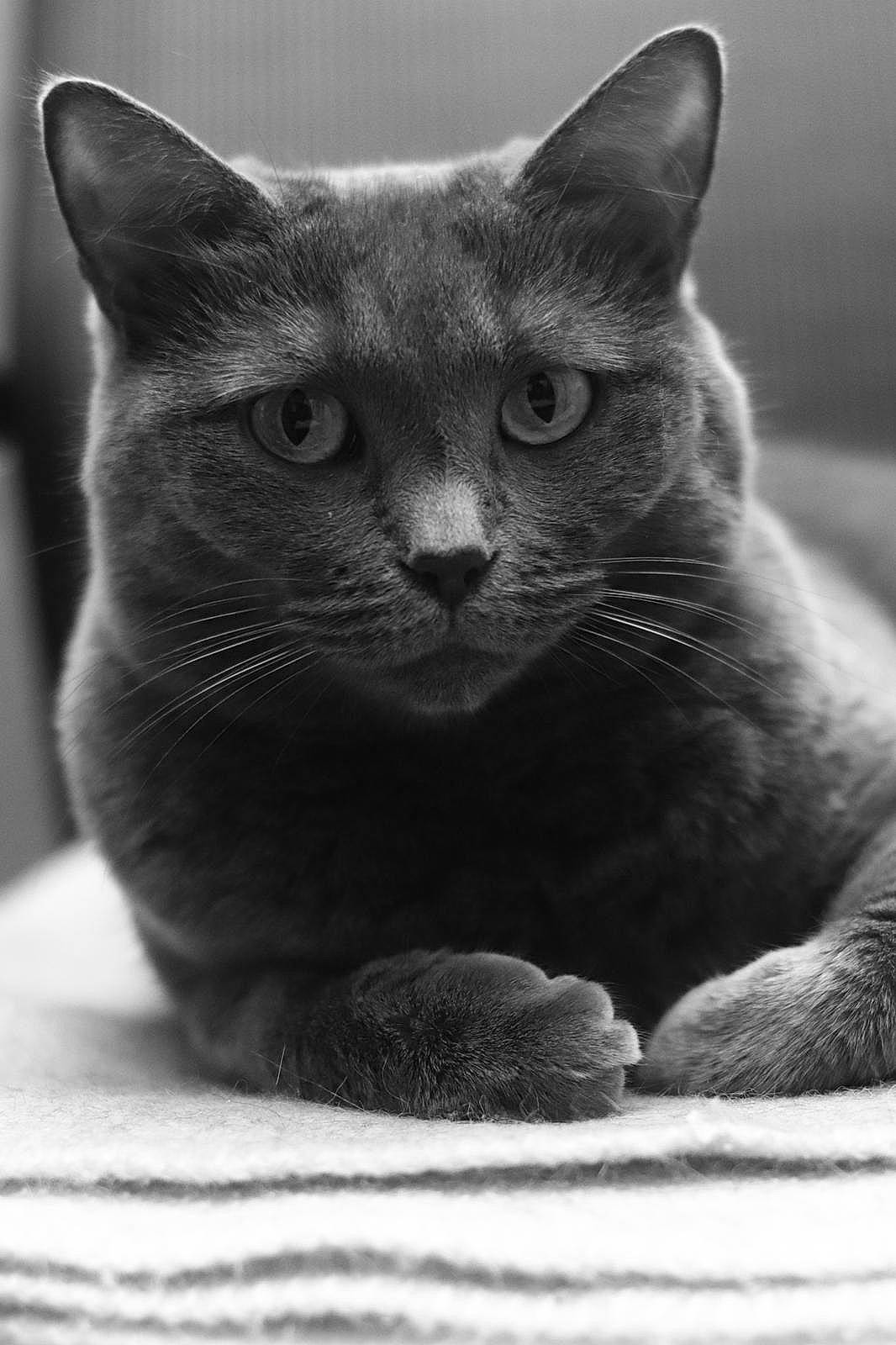 Hindra a rejoint le concours — aidez-le/la à gagner de superbes lots ! asian, black, black_and_white, black_cat, british_shorthair, burmese, carnivore, cat, chartreux, domestic_short_haired_cat, felidae, korat, mammal, monochrome, nebelung, russian_blue, small_to_medium_sized_cats, snout, vertebrate, whiskers
