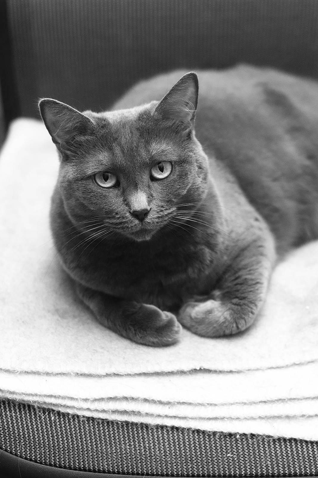 Hindra participe au concours pour gagner de l'argent avec cette photo : asian, black, black_and_white, black_cat, british_shorthair, burmese, carnivore, cat, chartreux, domestic_short_haired_cat, eye, felidae, korat, mammal, nebelung, russian_blue, small_to_medium_sized_cats, snout, vertebrate, whiskers