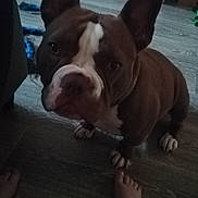 Ouna a rejoint le concours — aidez-le/la à gagner de superbes lots ! animal, bare_feet, brown, cabinet, canine, companion, curious, dog, domestic, ears, floor, household, indoor, leg, looking_up, pet, rope_toy, toy, white, wooden_floor