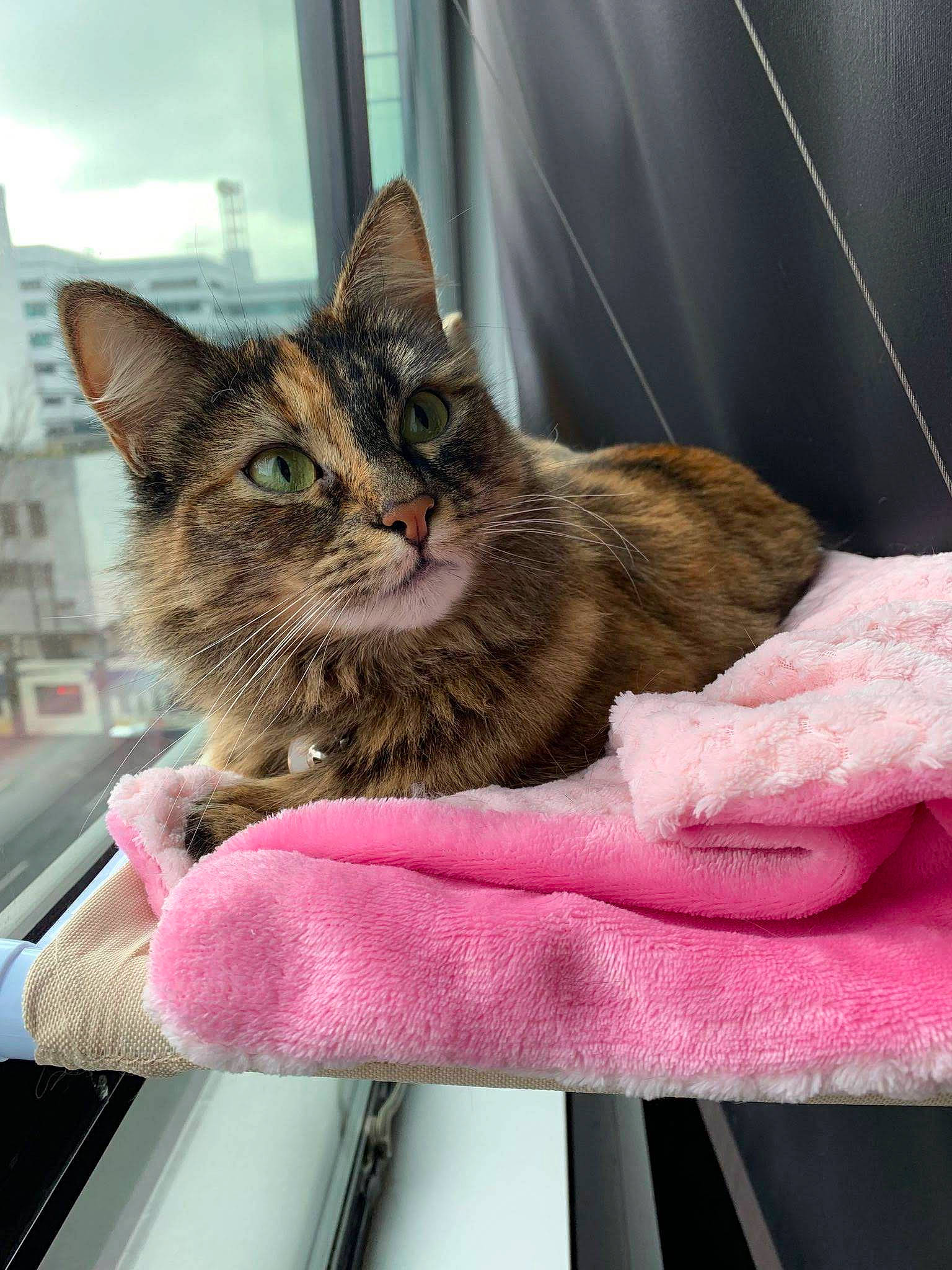 Aiko joined the competition — help win amazing prizes! carnivore, cat, cat_supply, claw, comfort, domestic_short_haired_cat, felidae, fur, linens, paw, pet_supply, sitting, small_to_medium_sized_cats, tail, terrestrial_animal, whiskers, window