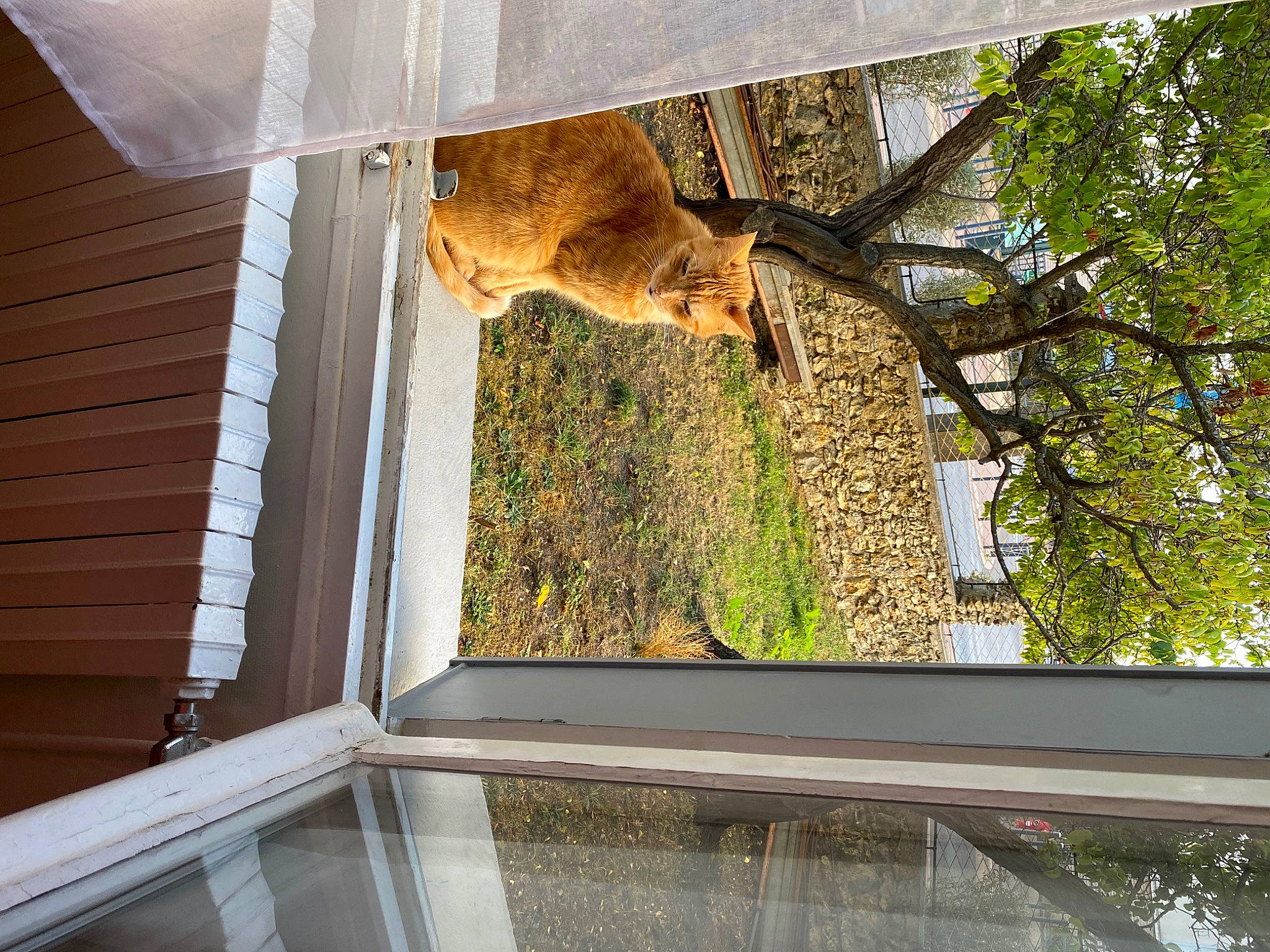 Billy a rejoint le concours — aidez-le/la à gagner de superbes lots ! building, carnivore, cat, facade, fawn, felidae, grass, house, plant, sash_window, shade, small_to_medium_sized_cats, tail, tints_and_shades, tree, trunk, twig, vertebrate, window, wood