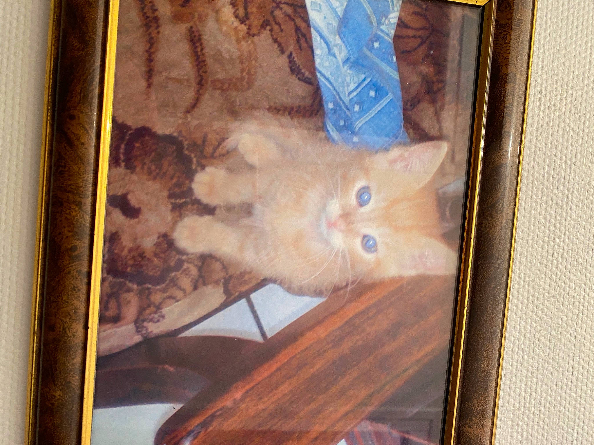 Billy participe au concours pour gagner de l'argent avec cette photo : art, carnivore, cat, dog_breed, fawn, felidae, flooring, fur, glass, hardwood, room, small_to_medium_sized_cats, spitz, tail, tire, varnish, visual_arts, whiskers, wood, wood_stain