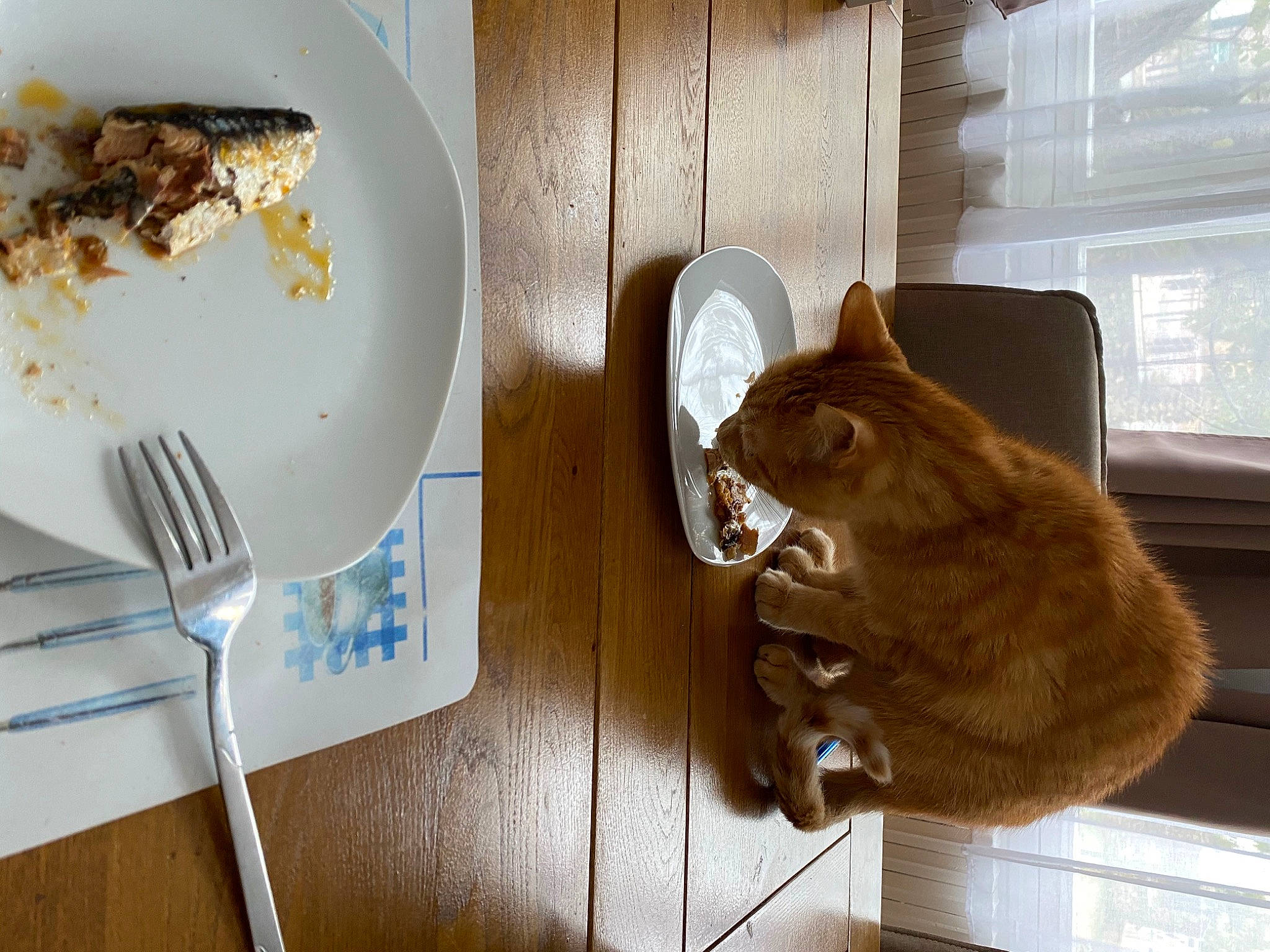 Billy participe au concours pour gagner de l'argent avec cette photo : brown_bear, carnivore, cat, comfort, cutlery, dishware, fawn, felidae, food, fork, ingredient, kitchen_utensil, plate, recipe, small_to_medium_sized_cats, tableware, tail, whiskers, window, wood