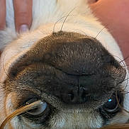 Linus is registered to the contest to win money with this photo: dog, pug, pet, animal, close_up, face, muzzle, nose, eyes, whiskers, fur, brown_fur, black_nose, side_eye, funny, cute, upside_down, human_hand, indoor, portrait
