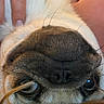 dog, pug, pet, animal, close_up, face, muzzle, nose, eyes, whiskers, fur, brown_fur, black_nose, side_eye, funny, cute, upside_down, human_hand, indoor, portrait