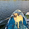 dog, pug, paddleboard, river, water, outdoor, adventure, pet, standing, animal, canine, boat, paddle, travel_bag, shoreline, trees, nature, sunlight, reflection, portrait